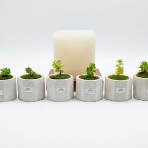 Plantica C 1
